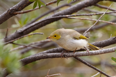 <i class='fa fa-user'></i>&nbsp;Kees de Jager&nbsp;|   Witpluimhoningeter&nbsp; <i class='fa fa-eye'>&nbsp;248</i> &nbsp;<i class='fa fa-thumbs-up'>&nbsp;1</i> &nbsp; <i class='fa fa-comment-o'>&nbsp;1</i>