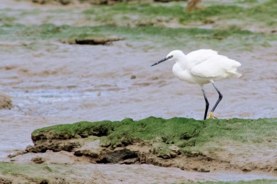 Deze kleine zilverreiger was erg schichtig, toch nog een hoop foto's kunnen maken.