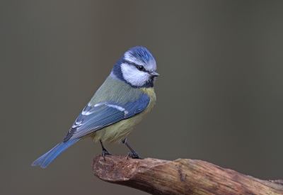 <i class='fa fa-user'></i>&nbsp;keesvanderklauw&nbsp;|   Pimpelmees&nbsp; <i class='fa fa-eye'>&nbsp;473</i> &nbsp;<i class='fa fa-thumbs-up'>&nbsp;6</i> &nbsp; <i class='fa fa-comment-o'>&nbsp;14</i>