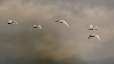 <i class='fa fa-user'></i>&nbsp;jwchess&nbsp;|   Kleine Zwaan&nbsp; <i class='fa fa-eye'>&nbsp;342</i> &nbsp;<i class='fa fa-thumbs-up'>&nbsp;2</i> &nbsp; <i class='fa fa-comment-o'>&nbsp;5</i>