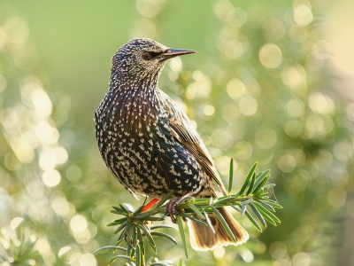 Iedereen bedankt voor de reacties bij mijn Spreeuwenplaat bij de maandopdracht van november. Twijfelde tussen twee inzendingen. :-)
Met strijklicht en op de taxus.