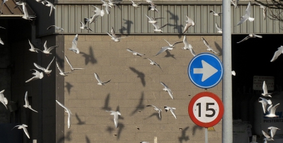 <i class='fa fa-user'></i>&nbsp;sieb&nbsp;|   Kokmeeuw&nbsp; <i class='fa fa-eye'>&nbsp;474</i> &nbsp;<i class='fa fa-thumbs-up'>&nbsp;7</i> &nbsp; <i class='fa fa-comment-o'>&nbsp;14</i>