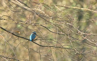 <i class='fa fa-user'></i>&nbsp;nelappelmelk&nbsp;|   IJsvogel&nbsp; <i class='fa fa-eye'>&nbsp;428</i> &nbsp;<i class='fa fa-thumbs-up'>&nbsp;1</i> &nbsp; <i class='fa fa-comment-o'>&nbsp;6</i>