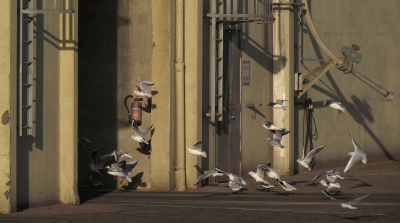 <i class='fa fa-user'></i>&nbsp;sieb&nbsp;|   Kokmeeuw&nbsp; <i class='fa fa-eye'>&nbsp;342</i> &nbsp; <i class='fa fa-comment-o'>&nbsp;0</i>