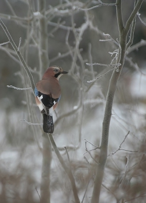 Deze foto is lang geleden gemaakt (exif klopt niet meer overigens) in de tuin van mijn vorig huis in Kollum .De onderste vage rand is de bovenkant van een haagbeuk ,de boompjes waar in o.a. de gaai zit zijn zeldzame appelrassen ,die inmiddels alweer een stuk groter zijn.