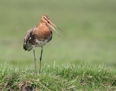 Deze foto gemaakt tijdens een wandeling in de polder.