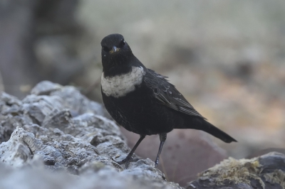 Vanochtend een paar uurtjes in de schuilhut gezeten op ons terrein.
Het was behoorlijk koud en het water in de watertafel was helemaal bevroren. Ik had een paar gaten in het ijs gemaakt zodat de bosvogels konden drinken.
Deze Beflijster was daar maar al te blij mee.
www.extremadura-vogels.com