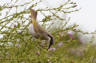 <i class='fa fa-user'></i>&nbsp;Kees de Jager&nbsp;|   Fluithoningeter&nbsp; <i class='fa fa-eye'>&nbsp;218</i> &nbsp;<i class='fa fa-thumbs-up'>&nbsp;1</i> &nbsp; <i class='fa fa-comment-o'>&nbsp;2</i>