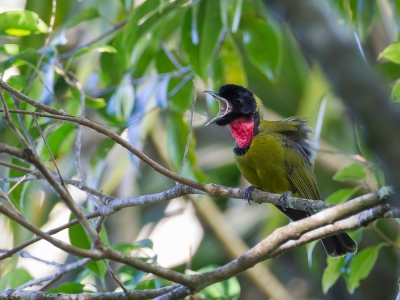 <i class='fa fa-user'></i>&nbsp;Paul van Giersbergen&nbsp;|   Naaktkeelfluiter&nbsp; <i class='fa fa-eye'>&nbsp;216</i> &nbsp; <i class='fa fa-comment-o'>&nbsp;5</i>