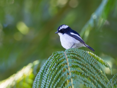 <i class='fa fa-user'></i>&nbsp;Paul van Giersbergen&nbsp;|   Ekstervliegenvanger&nbsp; <i class='fa fa-eye'>&nbsp;249</i> &nbsp; <i class='fa fa-comment-o'>&nbsp;1</i>