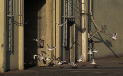 <i class='fa fa-user'></i>&nbsp;sieb&nbsp;|   Kokmeeuw&nbsp; <i class='fa fa-eye'>&nbsp;341</i> &nbsp; <i class='fa fa-comment-o'>&nbsp;0</i>