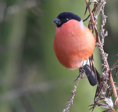 <i class='fa fa-user'></i>&nbsp;loek van de Leur&nbsp;|   Goudvink&nbsp; <i class='fa fa-eye'>&nbsp;302</i> &nbsp; <i class='fa fa-comment-o'>&nbsp;3</i>