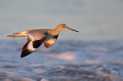 <i class='fa fa-user'></i>&nbsp;Bouke Atema&nbsp;|   Oostelijke Willet&nbsp; <i class='fa fa-eye'>&nbsp;461</i> &nbsp;<i class='fa fa-thumbs-up'>&nbsp;3</i> &nbsp; <i class='fa fa-comment-o'>&nbsp;7</i>