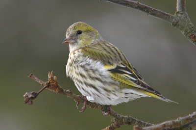 Canon EOS 300D, Sigma APO 50-500mm F4-6.3EX HSM
f 500mm, Tv, 1/200sec, F 7.1, ISO 400
