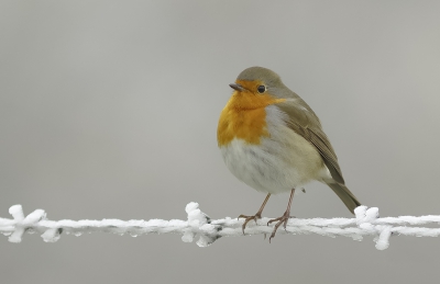 <i class='fa fa-user'></i>&nbsp;henksteen&nbsp;|   Roodborst&nbsp; <i class='fa fa-eye'>&nbsp;402</i> &nbsp;<i class='fa fa-thumbs-up'>&nbsp;5</i> &nbsp; <i class='fa fa-comment-o'>&nbsp;12</i>