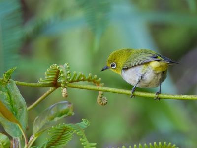<i class='fa fa-user'></i>&nbsp;Paul van Giersbergen&nbsp;|   Bergbrilvogel&nbsp; <i class='fa fa-eye'>&nbsp;207</i> &nbsp; <i class='fa fa-comment-o'>&nbsp;2</i>