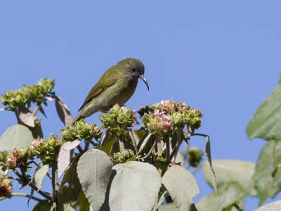 <i class='fa fa-user'></i>&nbsp;Paul van Giersbergen&nbsp;|   Lombokhoningeter&nbsp; <i class='fa fa-eye'>&nbsp;202</i> &nbsp; <i class='fa fa-comment-o'>&nbsp;0</i>