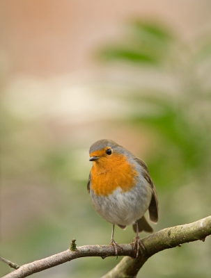 Als het wat kouder is komen de vogeltjes nog vaker in ons tuintje. Ook in de buurt laten ze zich dan makkelijker zien.
Op de achtergrond wat huizen.