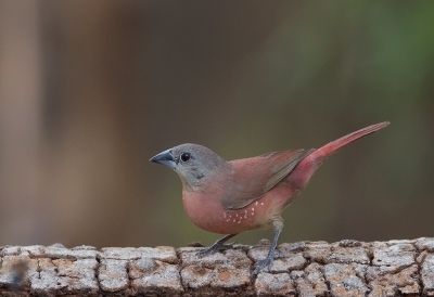 <i class='fa fa-user'></i>&nbsp;charlysax&nbsp;|   Larvenamarant&nbsp; <i class='fa fa-eye'>&nbsp;373</i> &nbsp;<i class='fa fa-thumbs-up'>&nbsp;3</i> &nbsp; <i class='fa fa-comment-o'>&nbsp;14</i>