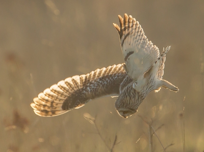 <i class='fa fa-user'></i>&nbsp;Rene Sluimer&nbsp;|   Velduil&nbsp; <i class='fa fa-eye'>&nbsp;685</i> &nbsp;<i class='fa fa-thumbs-up'>&nbsp;4</i> &nbsp; <i class='fa fa-comment-o'>&nbsp;11</i>