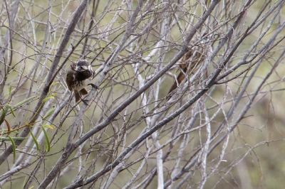 <i class='fa fa-user'></i>&nbsp;Kees de Jager&nbsp;|   Witvoorhoofdhoningeter&nbsp; <i class='fa fa-eye'>&nbsp;231</i> &nbsp; <i class='fa fa-comment-o'>&nbsp;2</i>