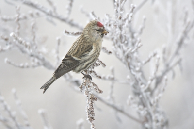 <i class='fa fa-user'></i>&nbsp;Mies&nbsp;|   Grote Barmsijs&nbsp; <i class='fa fa-eye'>&nbsp;532</i> &nbsp;<i class='fa fa-thumbs-up'>&nbsp;4</i> &nbsp; <i class='fa fa-comment-o'>&nbsp;8</i>