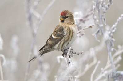 <i class='fa fa-user'></i>&nbsp;Mies&nbsp;|   Kleine Barmsijs&nbsp; <i class='fa fa-eye'>&nbsp;602</i> &nbsp; <i class='fa fa-comment-o'>&nbsp;12</i>