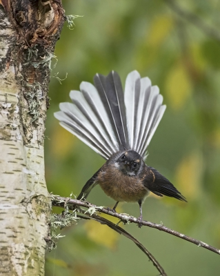 <i class='fa fa-user'></i>&nbsp;Bert Ooms&nbsp;|   Maoriwaaierstaart&nbsp; <i class='fa fa-eye'>&nbsp;351</i> &nbsp;<i class='fa fa-thumbs-up'>&nbsp;1</i> &nbsp; <i class='fa fa-comment-o'>&nbsp;11</i>