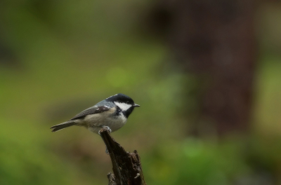 Ik dacht aan de opdracht:
Veel regen verwacht.
Vogeltjes in de regen!
Maar dat viel tegen!
Het was donker en droog
Een geluk dat die even niet bewoog!