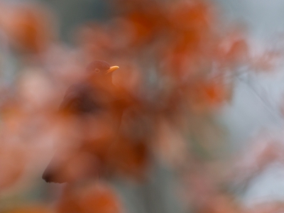 <i class='fa fa-user'></i>&nbsp;Gert-Jan Cromwijk&nbsp;|   Merel&nbsp; <i class='fa fa-eye'>&nbsp;618</i> &nbsp;<i class='fa fa-thumbs-up'>&nbsp;6</i> &nbsp; <i class='fa fa-comment-o'>&nbsp;14</i>