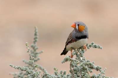 <i class='fa fa-user'></i>&nbsp;Kees de Jager&nbsp;|   Zebravink&nbsp; <i class='fa fa-eye'>&nbsp;602</i> &nbsp;<i class='fa fa-thumbs-up'>&nbsp;20</i> &nbsp; <i class='fa fa-comment-o'>&nbsp;26</i>