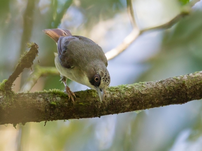 <i class='fa fa-user'></i>&nbsp;Paul van Giersbergen&nbsp;|   Floresbrilvogel&nbsp; <i class='fa fa-eye'>&nbsp;170</i> &nbsp; <i class='fa fa-comment-o'>&nbsp;0</i>