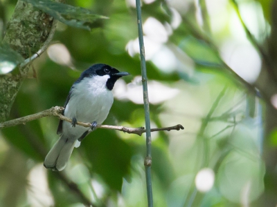 <i class='fa fa-user'></i>&nbsp;Paul van Giersbergen&nbsp;|   Mees' Monarch&nbsp; <i class='fa fa-eye'>&nbsp;186</i> &nbsp; <i class='fa fa-comment-o'>&nbsp;0</i>