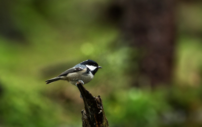 Ik dacht aan de opdracht:
Veel regen verwacht.
Vogeltjes in de regen!
Maar dat viel tegen!
Het was donker en droog
Een geluk dat die even niet bewoog!