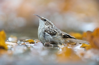 <i class='fa fa-user'></i>&nbsp;Arjan Troost&nbsp;|   Boomkruiper&nbsp; <i class='fa fa-eye'>&nbsp;433</i> &nbsp;<i class='fa fa-thumbs-up'>&nbsp;4</i> &nbsp; <i class='fa fa-comment-o'>&nbsp;8</i>