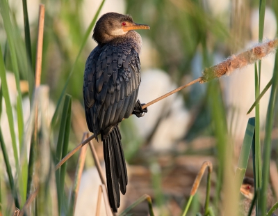 <i class='fa fa-user'></i>&nbsp;David Spelt&nbsp;|   Afrikaanse Dwergaalscholver&nbsp; <i class='fa fa-eye'>&nbsp;290</i> &nbsp; <i class='fa fa-comment-o'>&nbsp;5</i>