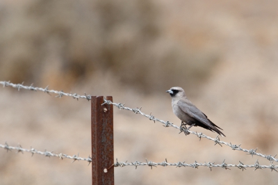 <i class='fa fa-user'></i>&nbsp;Kees de Jager&nbsp;|   Zwartteugelspitsvogel&nbsp; <i class='fa fa-eye'>&nbsp;251</i> &nbsp; <i class='fa fa-comment-o'>&nbsp;3</i>