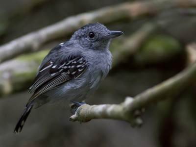 <i class='fa fa-user'></i>&nbsp;JHR&nbsp;|   Grijskapmierklauwier&nbsp; <i class='fa fa-eye'>&nbsp;288</i> &nbsp;<i class='fa fa-thumbs-up'>&nbsp;1</i> &nbsp; <i class='fa fa-comment-o'>&nbsp;2</i>