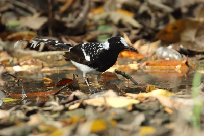 <i class='fa fa-user'></i>&nbsp;Martjan Lammertink&nbsp;|   Gevlekte Vorkstaart&nbsp; <i class='fa fa-eye'>&nbsp;215</i> &nbsp;<i class='fa fa-thumbs-up'>&nbsp;1</i> &nbsp; <i class='fa fa-comment-o'>&nbsp;3</i>