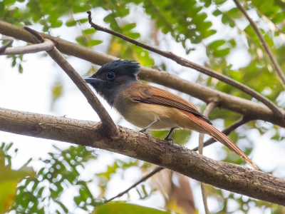 <i class='fa fa-user'></i>&nbsp;Paul van Giersbergen&nbsp;|   Orientaalse Paradijsmonarch&nbsp; <i class='fa fa-eye'>&nbsp;209</i> &nbsp; <i class='fa fa-comment-o'>&nbsp;1</i>