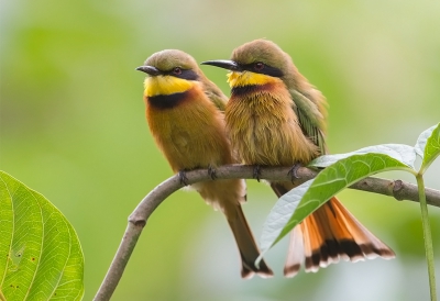 <i class='fa fa-user'></i>&nbsp;charlysax&nbsp;|   Dwergbijeneter&nbsp; <i class='fa fa-eye'>&nbsp;435</i> &nbsp;<i class='fa fa-thumbs-up'>&nbsp;5</i> &nbsp; <i class='fa fa-comment-o'>&nbsp;13</i>