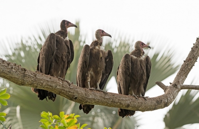 <i class='fa fa-user'></i>&nbsp;pabos&nbsp;|   Kapgier&nbsp; <i class='fa fa-eye'>&nbsp;500</i> &nbsp;<i class='fa fa-thumbs-up'>&nbsp;8</i> &nbsp; <i class='fa fa-comment-o'>&nbsp;12</i>