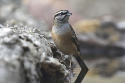 Het was die middag zwaar bewolkt, niet al te koud en had zin om nog een paar uurtjes te gaan zitten voor de bosvogels.
En opeens was daar die Grijze gors. Eerst op een tak een beetje om zich heen te kijken en daarna landde hij op de rand van de watertafel en begon te drinken. Later kwam het vrouwtje er ook nog bij. Mijn dag kon niet meer stuk. Wat een prachtige beestjes zijn het toch!