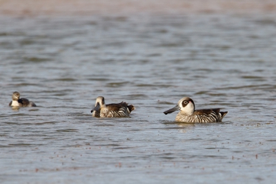 <i class='fa fa-user'></i>&nbsp;Kees de Jager&nbsp;|   Lepelbekeend&nbsp; <i class='fa fa-eye'>&nbsp;313</i> &nbsp; <i class='fa fa-comment-o'>&nbsp;2</i>