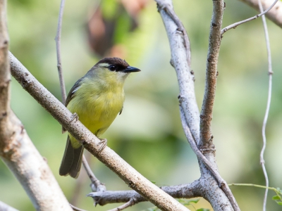 <i class='fa fa-user'></i>&nbsp;Paul van Giersbergen&nbsp;|   Doherty's Bergbrilvogel&nbsp; <i class='fa fa-eye'>&nbsp;230</i> &nbsp; <i class='fa fa-comment-o'>&nbsp;1</i>