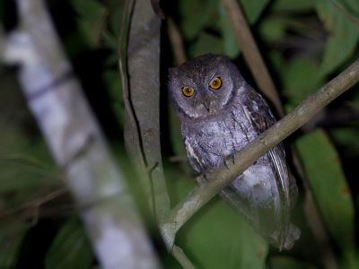 <i class='fa fa-user'></i>&nbsp;Paul van Giersbergen&nbsp;|   Molukse Dwergooruil&nbsp; <i class='fa fa-eye'>&nbsp;283</i> &nbsp; <i class='fa fa-comment-o'>&nbsp;2</i>