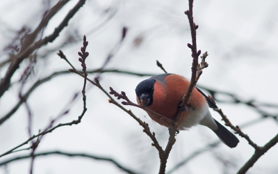 Hier zie je het typerend gedrag van de goudvink. De knoppen uit de bomen eten. Als de blaadjes gevallen zijn komen de goudvinken er vaak binnen de kortste tijd erop af. Je ziet dan alweer de nieuwe knoppen.