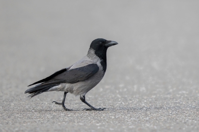 <i class='fa fa-user'></i>&nbsp;Peter Soer&nbsp;|   Bonte Kraai&nbsp; <i class='fa fa-eye'>&nbsp;403</i> &nbsp; <i class='fa fa-comment-o'>&nbsp;4</i>