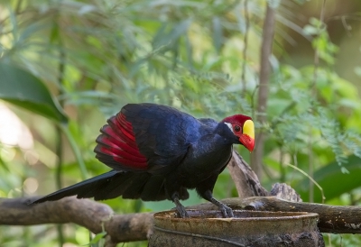 <i class='fa fa-user'></i>&nbsp;charlysax&nbsp;|   Violette Toerako&nbsp; <i class='fa fa-eye'>&nbsp;371</i> &nbsp; <i class='fa fa-comment-o'>&nbsp;6</i>