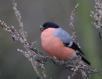 <i class='fa fa-user'></i>&nbsp;loek van de Leur&nbsp;|   Goudvink&nbsp; <i class='fa fa-eye'>&nbsp;525</i> &nbsp;<i class='fa fa-thumbs-up'>&nbsp;12</i> &nbsp; <i class='fa fa-comment-o'>&nbsp;13</i>